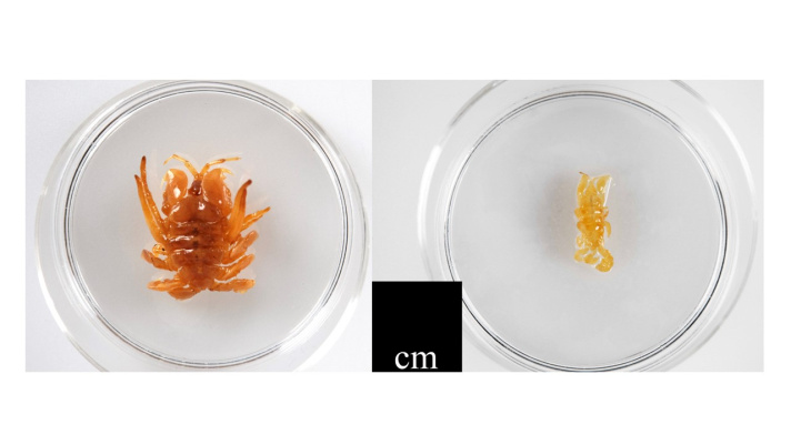 Two species of cyamid, a small crustacean, collected from the callosity of a North Atlantic right whale.