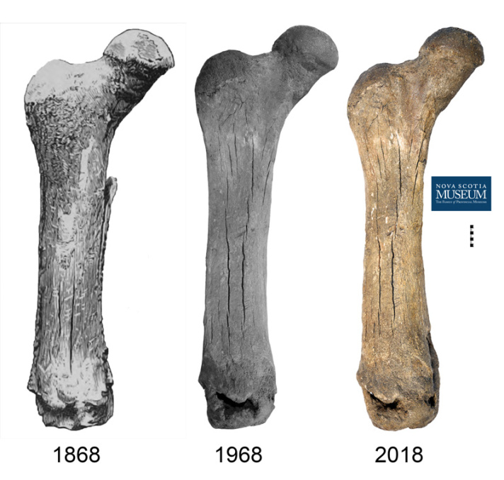 gsc and nsm comparison of the femur.