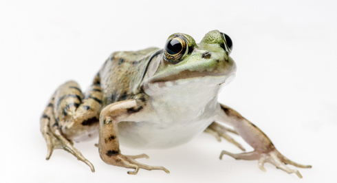 Green frog.