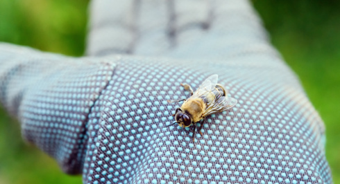 Honey bee sitting in a gloved hand.