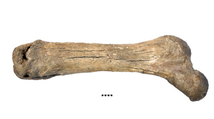 Mastodon femur