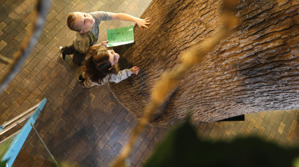 Two children looking up at a tall tree.
