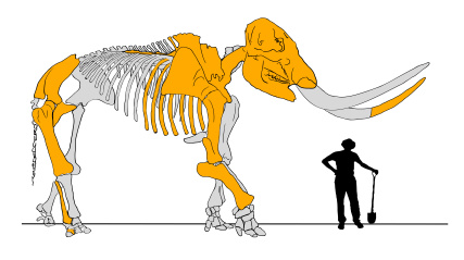 Skeleton Reconstruction of a mastodon with average human male for scale.