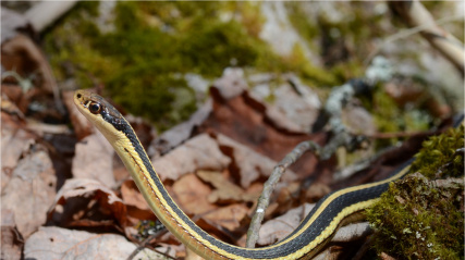Eastern Ribbon Snake