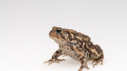 Eastern American Toad