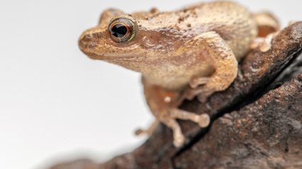 Northern Spring Peeper