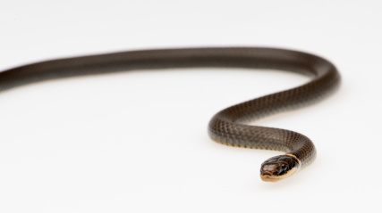 Northern Ring-Neck Snake