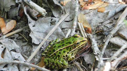 Northern Leopard Frog