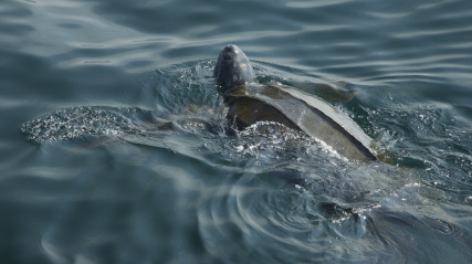 Atlantic Leatherback