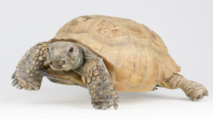 Gus the gopher tortoise, walking