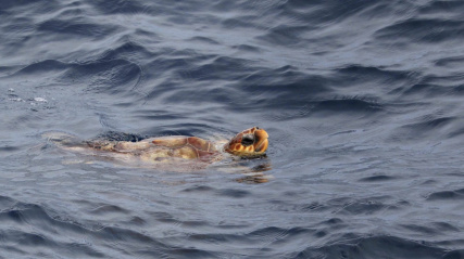 Atlantic Loggerhead