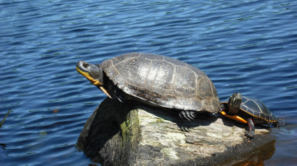 Blanding’s Turtle