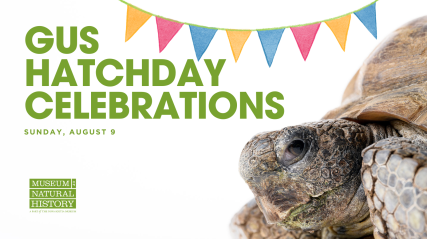 Gus the Gopher Tortoise hatchday celebration graphic.