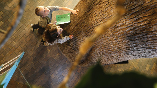 Two children looking up at a tall tree.
