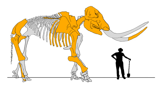 Skeleton Reconstruction of a mastodon with average human male for scale.