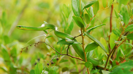 Smooth Green Snake
