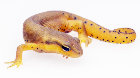 Red-Spotted Newt