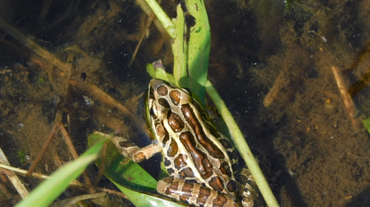 Pickerel Frog