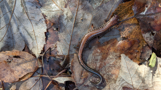 Red-Backed Salamander