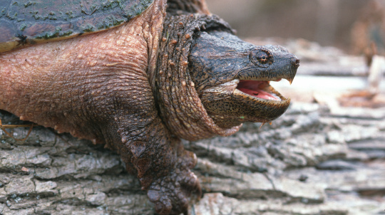 Common Snapping Turtle